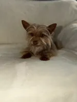 Lulu, a female Yorkshire Terrier for sale in Ypsilanti, MI – 6 of 7