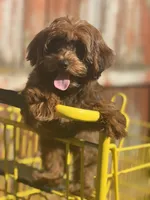 Cosmo, a male Yorkipoo for sale in Ypsilanti, MI – 1 of 7