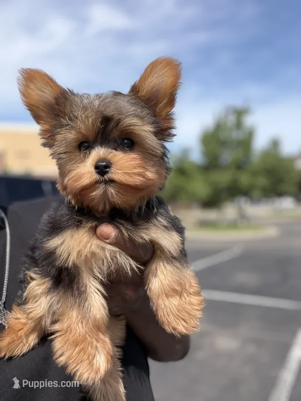 Romeo – Yorkshire Terrier puppy for sale in Ypsilanti, MI