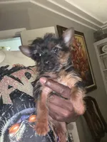 Lulu, a female Yorkshire Terrier for sale in Ypsilanti, MI – 4 of 7