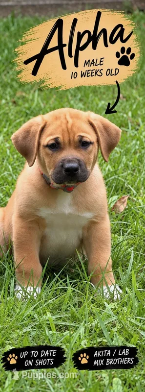 Alpha – Akita, Labrador Retriever puppy for sale in Ann Arbor, MI