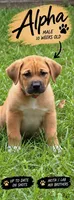 Alpha, a male Akita and Labrador Retriever for sale in Ann Arbor, MI – 1 of 3