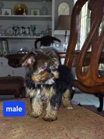 Romeo, a male Yorkshire Terrier for sale in Ypsilanti, MI – 2 of 3