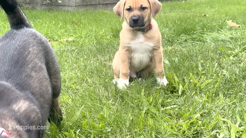 Alpha – Akita, Labrador Retriever puppy for sale in Ann Arbor, MI