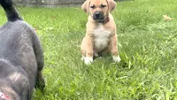 Alpha, a male Akita and Labrador Retriever for sale in Ann Arbor, MI – 2 of 3