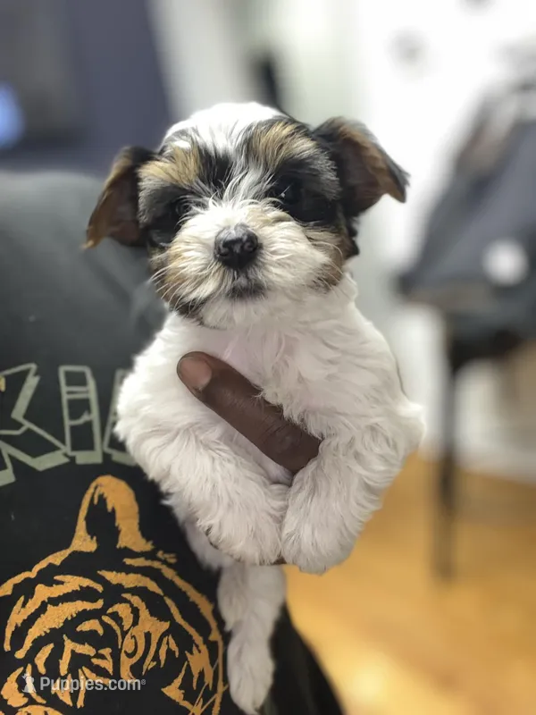 Twinkle – Yorkshire Terrier puppy for sale in Ypsilanti, MI