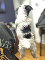 Twinkle, a female Yorkshire Terrier for sale in Ypsilanti, MI – Photo 3 of 3