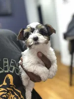 Twinkle, a female Yorkshire Terrier for sale in Ypsilanti, MI – Photo 2 of 3