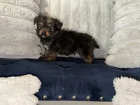Chip, a male Shih Tzu and Yorkshire Terrier for sale in Ypsilanti, MI – 4 of 4
