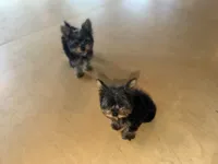 Mike & Ike, a male Yorkshire Terrier for sale in Ypsilanti, MI – 4 of 8