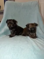 Chocolate , a male Shih Tzu and Yorkshire Terrier for sale in Ann Arbor, MI – 3 of 4