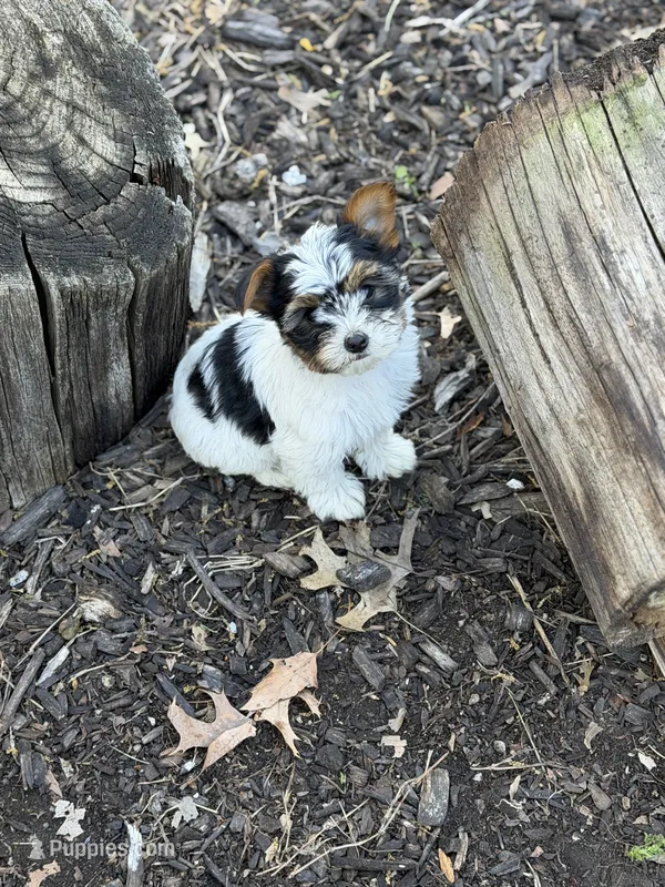 Twinkle – Yorkshire Terrier puppy for sale in Ypsilanti, MI