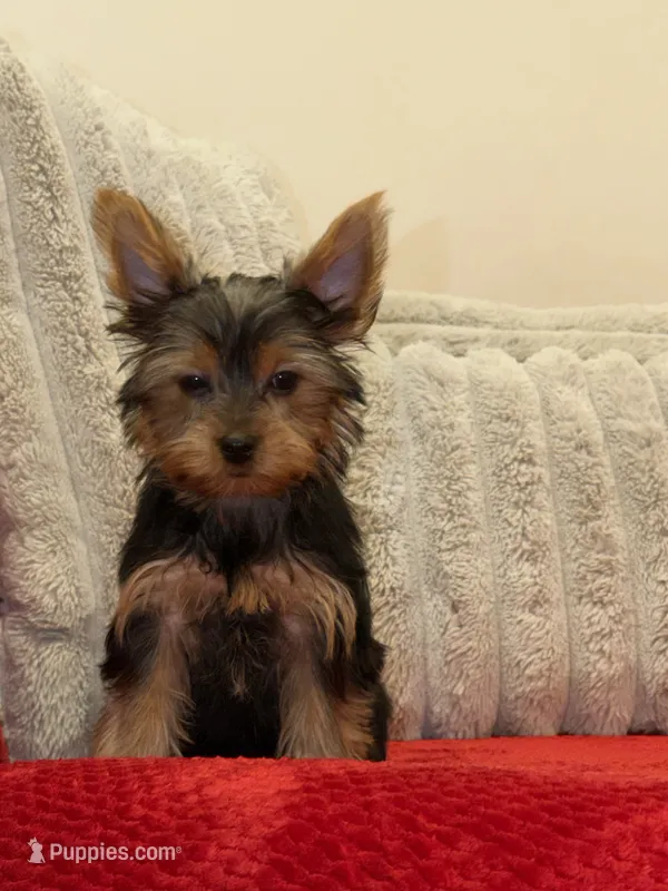 Lulu – Yorkshire Terrier puppy for sale in Ypsilanti, MI