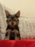 Lulu, a female Yorkshire Terrier for sale in Ypsilanti, MI – 1 of 1