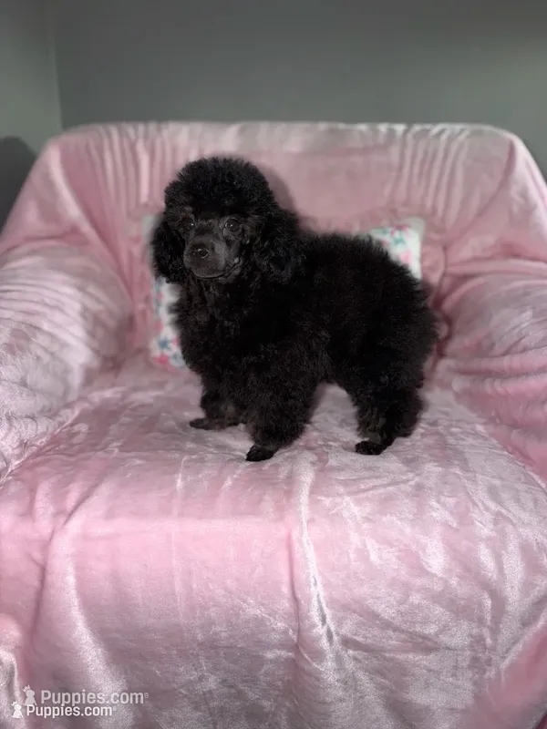 Gigi – Poodle - Toy  puppy for sale in Ann Arbor, MI