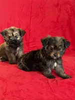 Chip, a male Shih Tzu and Yorkshire Terrier for sale in Ann Arbor, MI – 2 of 6