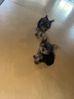 Mike & Ike, a male Yorkshire Terrier for sale in Ypsilanti, MI – 8 of 8