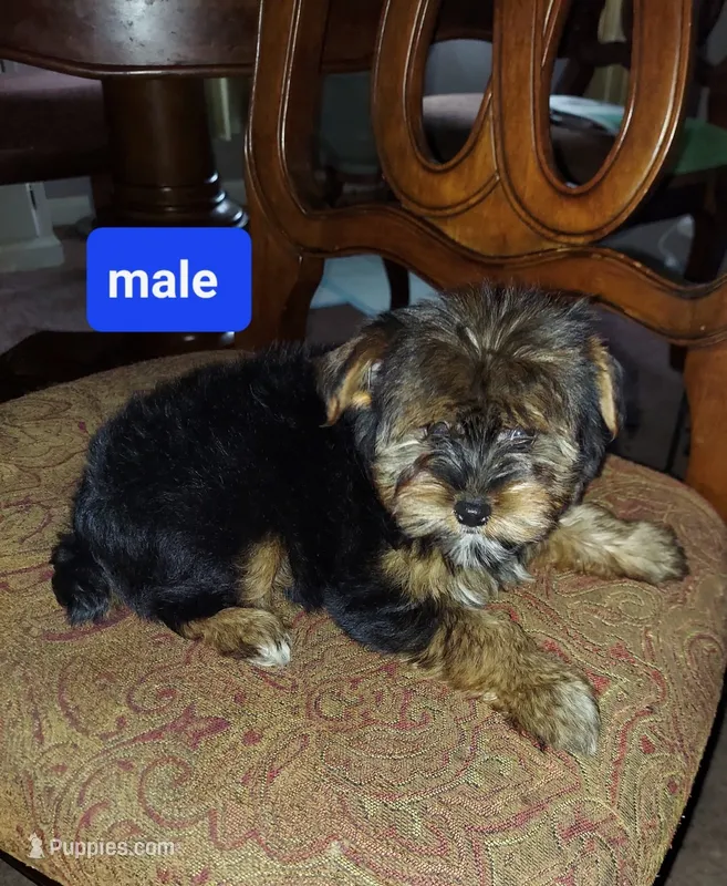 Romeo – Yorkshire Terrier puppy for sale in Ypsilanti, MI