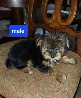 Romeo, a male Yorkshire Terrier for sale in Ypsilanti, MI – 1 of 3