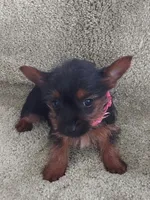 Lulu, a female Yorkshire Terrier for sale in Ypsilanti, MI – 2 of 7