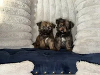Chocolate , a male Shih Tzu and Yorkshire Terrier for sale in Ann Arbor, MI – 4 of 4