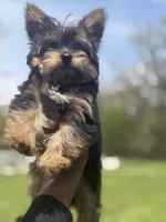 Mike & Ike, a male Yorkshire Terrier for sale in Ypsilanti, MI – 6 of 8