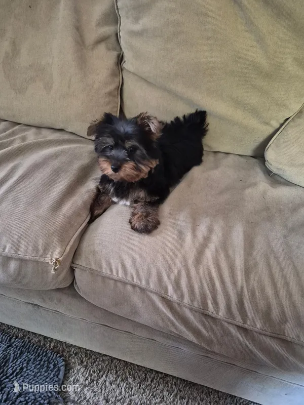 Sebastian – Yorkshire Terrier puppy for sale in Ann Arbor, MI