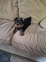 Sebastian, a male Yorkshire Terrier for sale in Ann Arbor, MI – 1 of 1