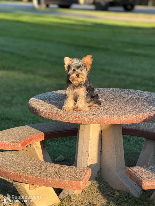 Sebastian – Yorkshire Terrier puppy for sale in Ann Arbor, MI