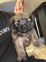 Chocolate , a male Shih Tzu and Yorkshire Terrier for sale in Ann Arbor, MI – 1 of 4