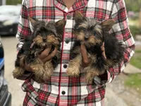 Mike & Ike, a male Yorkshire Terrier for sale in Ypsilanti, MI – 2 of 8