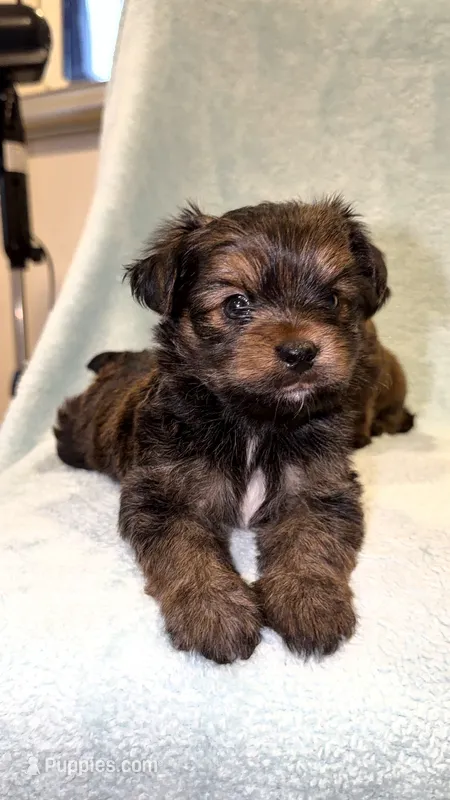 Chip – Shih Tzu, Yorkshire Terrier puppy for sale in Ypsilanti, MI