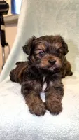 Chip, a male Shih Tzu and Yorkshire Terrier for sale in Ypsilanti, MI – 1 of 4