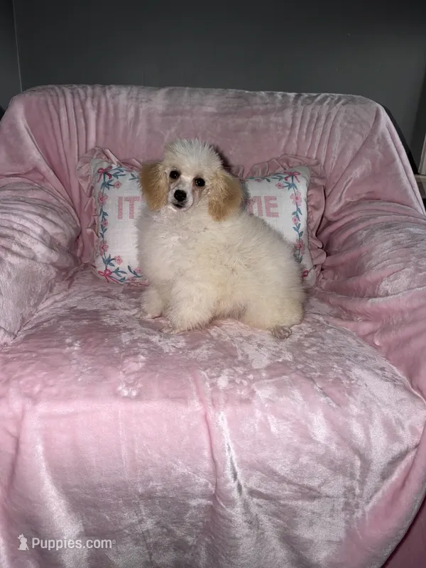 Fifi – Poodle - Toy  puppy for sale in Ann Arbor, MI