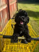Cosmo, a male Yorkipoo for sale in Ypsilanti, MI – 4 of 7