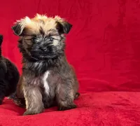 Chocolate , a male Shih Tzu and Yorkshire Terrier for sale in Ann Arbor, MI – 2 of 4