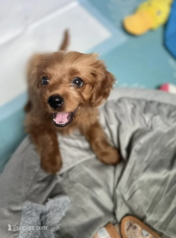 Keevu – Cavapoo puppy for sale in Four Oaks, NC