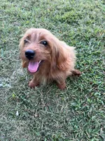 Keevu, a male Cavapoo for sale in Four Oaks, NC – 2 of 2