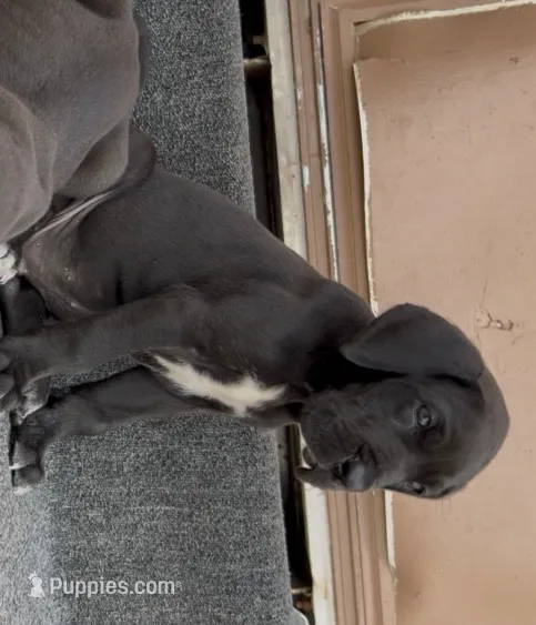Ripley  – Great Dane puppy for sale in Okeechobee, FL