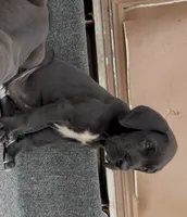Ripley , a male Great Dane for sale in Okeechobee, FL – 1 of 1