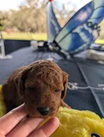 Dinky, a male Miniature Labradoodle for sale in Webster, FL – Photo 2 of 3