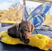 Dinky, a male Miniature Labradoodle for sale in Webster, FL – Photo 1 of 3