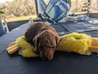 Dinky, a male Miniature Labradoodle for sale in Webster, FL – Photo 3 of 3