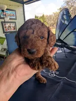 Rosebud, a female Miniature Labradoodle for sale in Webster, FL – Photo 4 of 4
