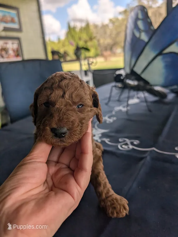 Rosebud – Miniature Labradoodle puppy for sale in Webster, FL