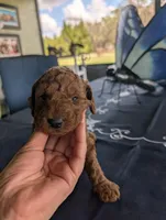 Rosebud, a female Miniature Labradoodle for sale in Webster, FL – Photo 1 of 4
