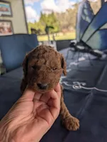 Rosebud, a female Miniature Labradoodle for sale in Webster, FL – Photo 2 of 4