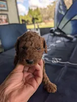 Rosebud, a female Miniature Labradoodle for sale in Webster, FL – Photo 3 of 4