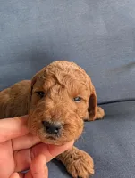 Butterscotch  , a male Miniature Labradoodle for sale in Webster, FL – Photo 2 of 4