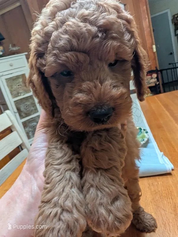 Butterscotch   – Miniature Labradoodle puppy for sale in Webster, FL